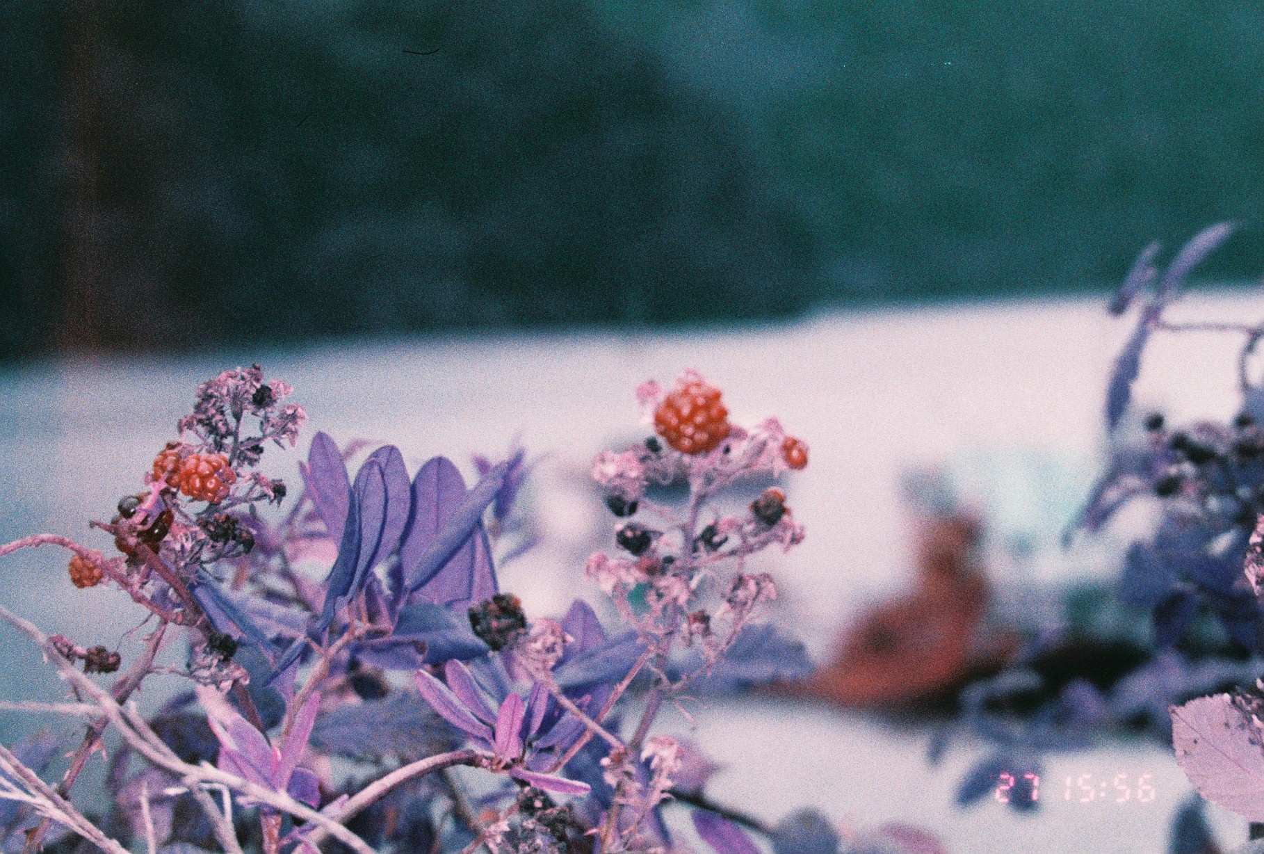 Lomochrome Purple