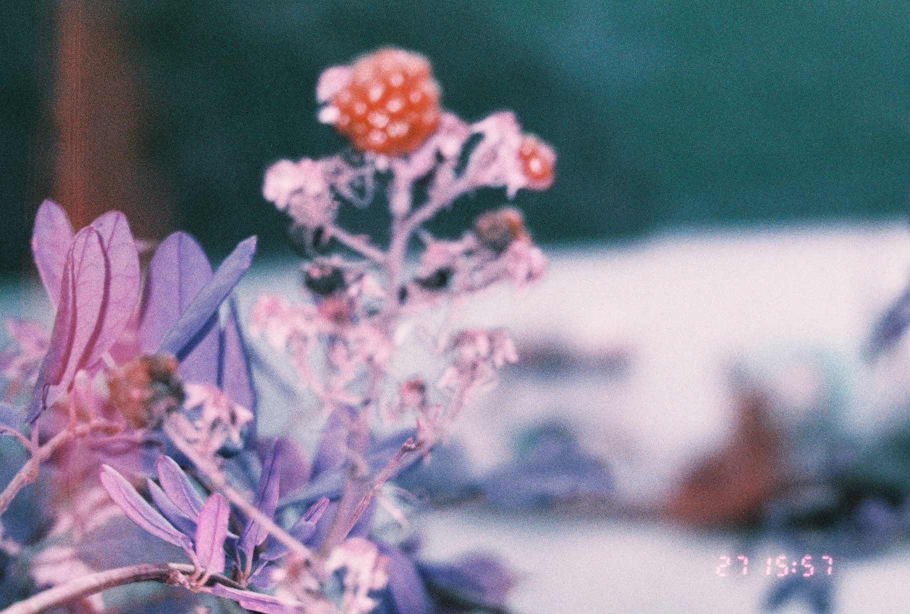 Lomochrome Purple