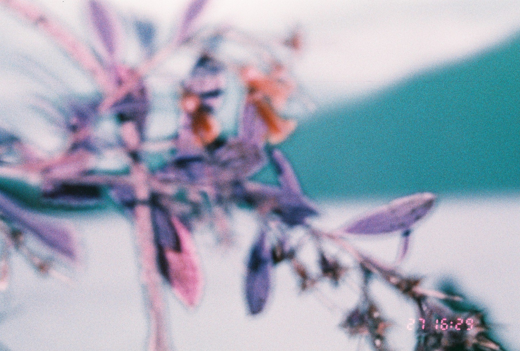 Lomochrome Purple