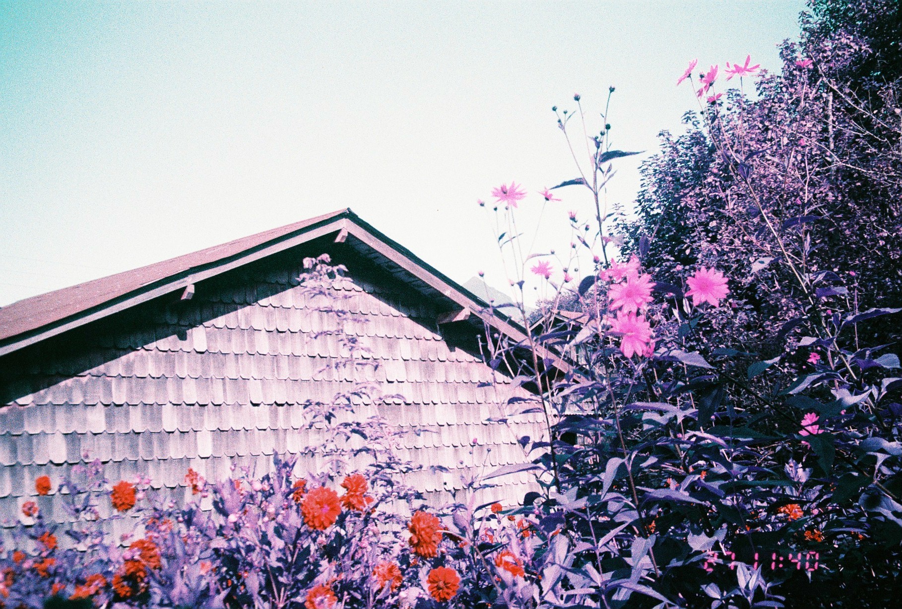 Lomochrome Purple